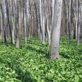 Green leaves of a ramson or bear's garlic (Allium ursinum) in the woods - Bakony (Bakonywald, Bakonygebirge), Ungarn