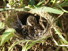 Geolycosa vultuosa wolf spider female takes care of her cocoon - Mogyoród, Ungarn
